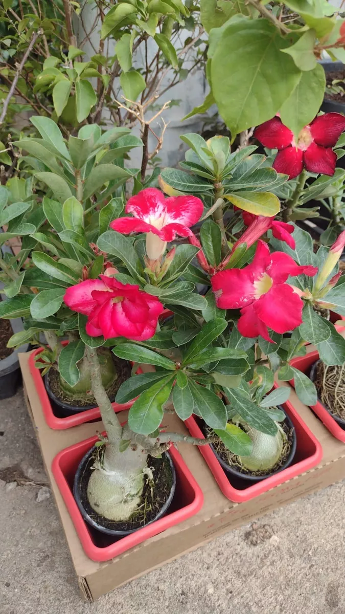 Rosa Do Deserto