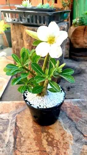 Rosa Do Deserto - Imagem 3