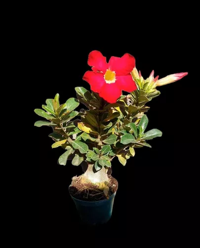 Rosa Do Deserto - Imagem 4